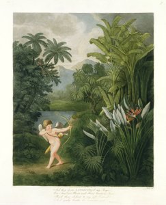 Pejzaż z Kupidynem celującym strzałą w papugę lub kwiat królowej, ze „Świątyni Flory” Roberta Thorntona, grawerowany przez Burke, wyd. 1803